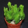 Euphorbia pugniformis f.crest-art65